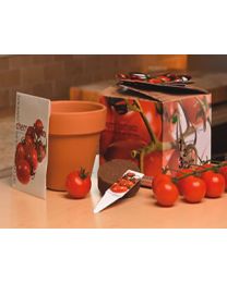 Garden Paradise - Cherry Tomato